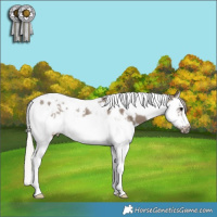 Horse Color:Silver Grullo Splash Tobiano Frame  Brindle