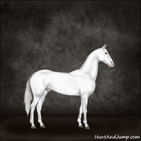 Horse Color:Silver Smoky Grullo Appaloosa Brindle