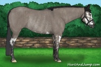 Horse Color:Grullo Splash Rabicano  Brindle