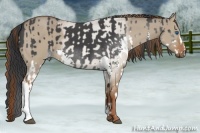 Horse Color:Black Splash  and Red Dun 