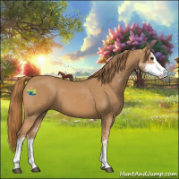 Horse Color:Chestnut Sabino 