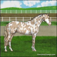 Horse Color:Red Dun Mushroom Appaloosa Brindle 