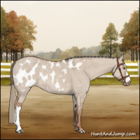 Horse Color:Red Dun Mushroom Appaloosa Brindle 