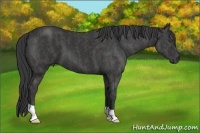Horse Color:Black  Brindle