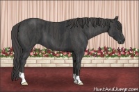 Horse Color:Black  Brindle