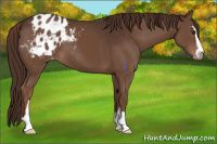 Horse Color:Liver Chestnut Sabino Appaloosa 