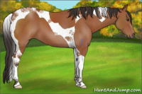 Horse Color:Bay Tobiano 