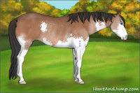 Horse Color:Bay Splash Rabicano 