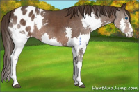 Horse Color:Liver Chestnut Splash Appaloosa 