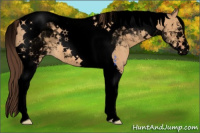 Horse Color:Void Bay Dun Sabino Tobiano Appaloosa 