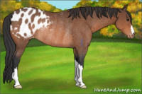 Horse Color:Bay Appaloosa Rabicano 