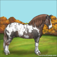 Horse Color:Gray Silver Blue Roan Sabino Splash and Liver Red Roan Splash Appaloosa