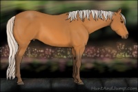 Horse Color:Silver Buckskin 