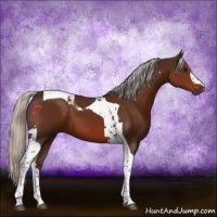 Horse Color:Silver Brown Tobiano 