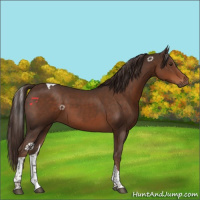 Horse Color:Liver Chestnut Tobiano
