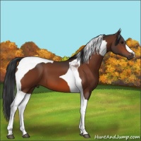 Horse Color:Bay Tobiano 