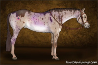 Horse Color:Liver Red Dun Rabicano Brindle