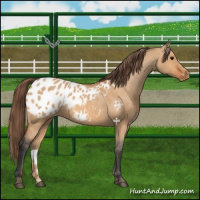 Horse Color:Bay Dun Appaloosa 