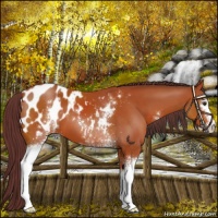 Horse Color:White Spotted Chocolate Brown Sabino Appaloosa 