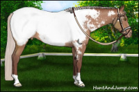 Horse Color:Chocolate Silver Bay Appaloosa