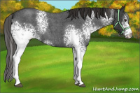 Horse Color:White Spotted Liver Red Roan 