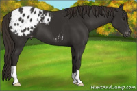 Horse Color:Liver Chestnut Appaloosa