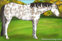 Horse Color:White Spotted Liver Red Dun Appaloosa Rabicano