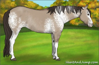 Horse Color:White Spotted Liver Red Dun Rabicano 