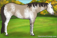 Horse Color:White Spotted Liver Red Dun Rabicano