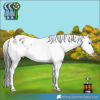 Horse Color:White Spotted Liver Red Dun Varnish Rabicano 