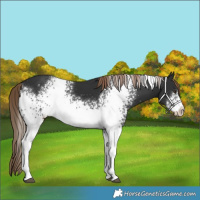 Horse Color:White Spotted Liver Chestnut Rabicano 