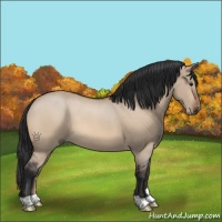Horse Color:Bay Roan Dun