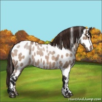 Horse Color:Bay Roan Dun Appaloosa 