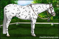 Horse Color:Liver Red Roan Near Leopard 