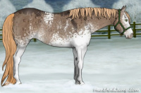 Horse Color:White Spotted Liver Red Dun Rabicano Brindle