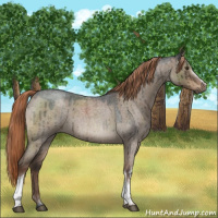 Horse Color:White Spotted Liver Red Dun Roan Brindle