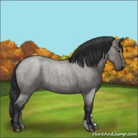 Horse Color:Grullo Roan 