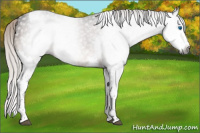 Horse Color:Gray Silver Brown Sabino Splash Tobiano