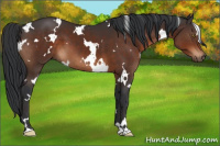 Horse Color:White Spotted Brown 