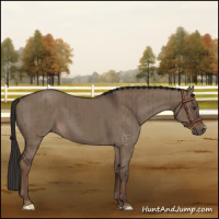 Horse Color:Liver Red Dun Brindle 