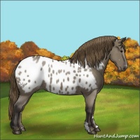 Horse Color:Smoky Grullo Roan Appaloosa 