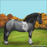 Horse Color:Blue Roan Tobiano 