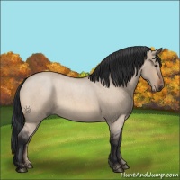 Horse Color:Bay Roan Dun 