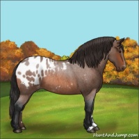 Horse Color:Bay Roan Appaloosa 