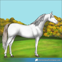 Horse Color:Liver Chestnut Pearl Appaloosa
