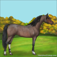 Horse Color:Bay Roan 