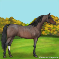 Horse Color:Brown Roan 