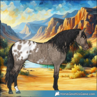 Horse Color:Brown Dun Appaloosa Brindle 