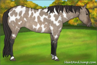 Horse Color:Brown Dun Near Leopard Brindle 
