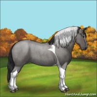 Horse Color:Grullo Roan Tobiano 